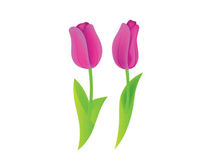 A Pair of Tulips Illustration
