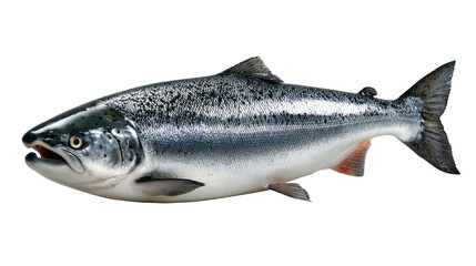 Naklejka premium Ocean's Bounty: A vibrant, detailed portrait of a magnificent salmon, showcasing the fish's sleek silver scales, poised as if ready to swim, embodies the raw beauty of the underwater world.