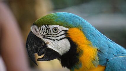 Macaws a large, brightly colored parrots with long tail feathers