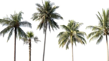 Obraz premium bark. Tropical coconut trees with distinct textures, isolated for a crisp botanical focus. gardening catalogs, home-decor guides, designed for home decor and floral branding, used by clinicians.