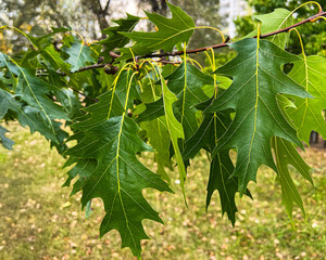 Detailed macro photo of fresh green oak leaves with visible texture and veins. The vibrant leaves are illuminated by natural light, showcasing the beauty of summer foliage in a calm outdoor setting.