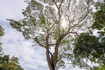 Large tree with a lot of leaves is in the middle of a field