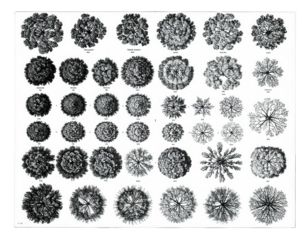 An overhead view illustration of various tree crown shapes and patterns