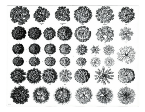 An overhead view illustration of various tree crown shapes and patterns