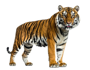 Naklejka premium A regal tiger with vibrant orange and black stripes, standing tall against a transparent backdrop