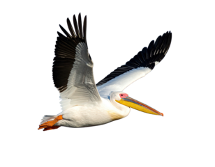 A large white bird with long wings and a distinct pouch soaring against a black background