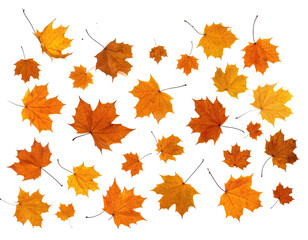 Fototapeta premium Autumn leaves with vibrant orange and yellow hues arranged on a dark, black background