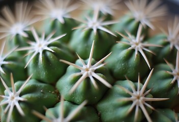 Stylized Vibrant Green Cactus Border