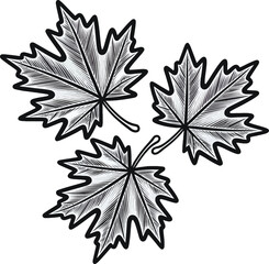 Fototapeta premium Three Hand-Drawn Maple Leaves Vector Illustration. Detailed Autumn Leaf Sketch, Nature Botanical Outline Art for Seasonal, Decorative, and Design Projects