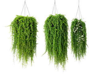 Three hanging basket plants with cascading green foliage, isolated against a black background