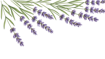 Lavender flower corner isolated on transparent background, perfect for adding a touch of nature and serenity to your designs and projects