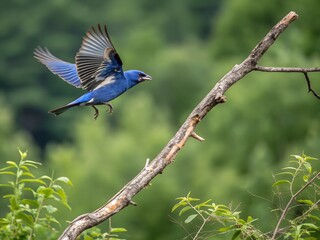 Blue Grosbeak Flying Over Branch Realistic Nature