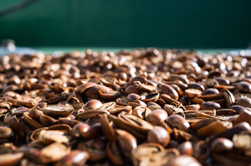 건조중인 도토리 