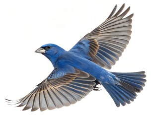 Blue Grosbeak Flying Isolated on White Background
