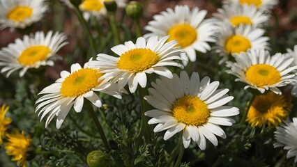 Close-up of Fresh White Daisies with Yellow Centers and Dewdrops

