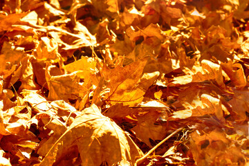 Fallen autumn leaves covered the ground in forest