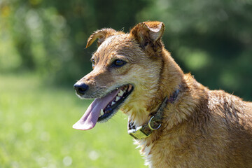 A cheerful portrait of a brown dog on a green blurred background, the dog sticks out its tongue and its white teeth are visible