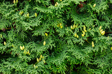 Thuja with yellow buds. Natural green background