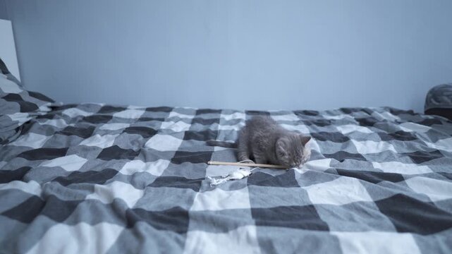 Small funny kitten of Scottish Straight breed has fun playing with toy on string on bed at home. Young gray straight-eared British cat hunts for toy on checkered bed. Kitten playing with feather toy.