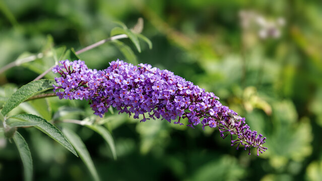Buddleia 'Nanho Blue' flower spike in summer.