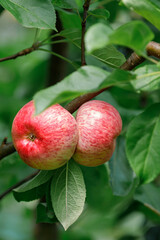 Two huddled together red ripe apples on an apple tree branch with rich green leaves. Vertical photo