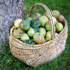 Basket full of ripe large green pears placed under the pear tree in an orchard.