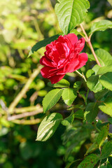 A climbing rose bush with a red flower surrounded by green leaves