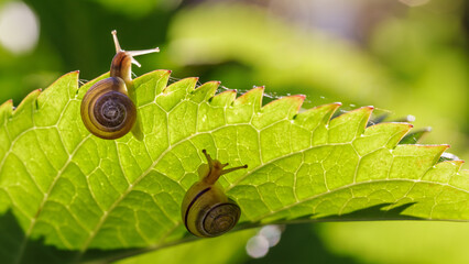 Close-up of a two snail crawling below a green leaf illuminated in sun rays, showcasing nature's beauty and detail in a macro shot.