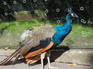 Peacock standing near glass wall in sunlight