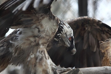 portrait of a bearded vulture spreading its wings