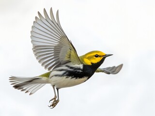 Black-throated Green Warbler Flying Isolated on White Background