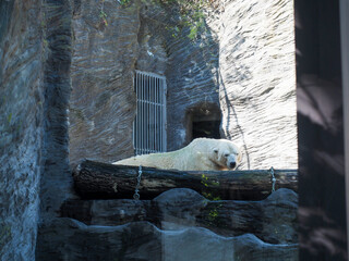 Polar bear resting on rock ledge in zoo enclosure