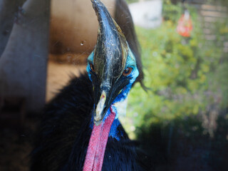Cassowary facing camera with vibrant plumage