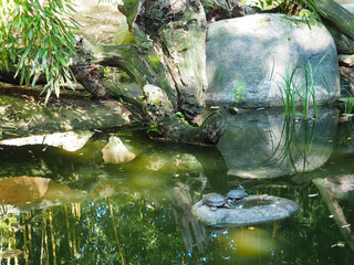 Turtles sunbathing on stone in green pond surrounded by trees