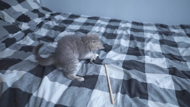 Cat kid playing at home. Animal babies. Pets love. British shorthair cat, cute kitten playing with toy on bed at home. Beautiful purebred cat of Scottish breed plays with kitty toy on string.