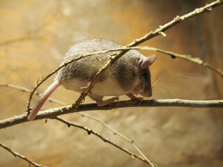 Small rodent sitting on branch under warm light