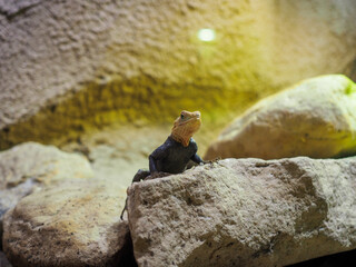 Lizard basking on stone under warm terrarium light
