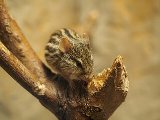 Striped mouse perched on tree branch in warm light