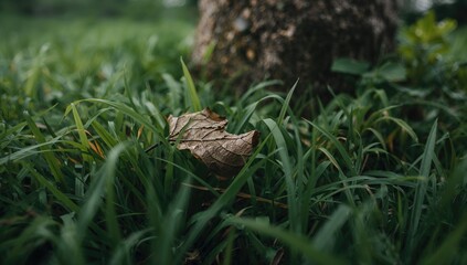Fototapeta premium Withered leaf against a blurred grassy backdrop, natural garden setting with green foliage and plant stems