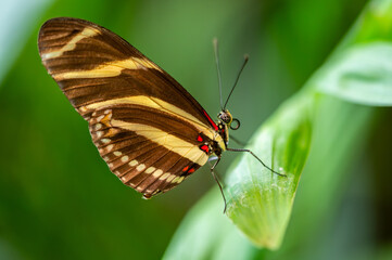 Close-up macro of a zebra longwing butterfly Heliconius charithonia resting on a green leaf. The image shows the detailed yellow and black striped wings with red accents.