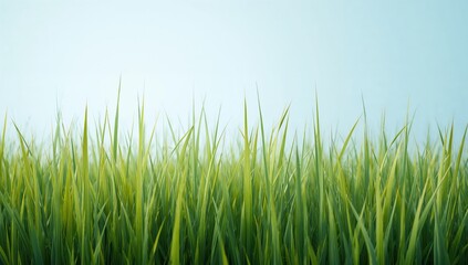 Obraz premium Lush green lawn in summer free of other vegetation