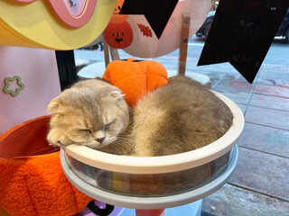 adorable cat sleeping peacefully inside cozy bowl shape bed at cat cafe. warm orange Halloween...