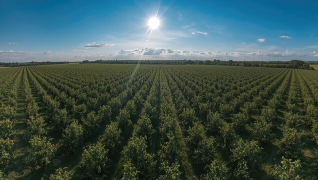 Summer harvest captured in a vast apple orchard from above
