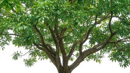 Fototapeta premium Breadfruit tree with leafy branches against a white background for a green foliage setting