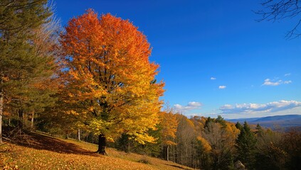 Fototapeta premium Gorgeous tree amidst fall woodland