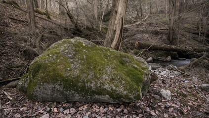 Obraz premium A brown stone blanketed by vibrant green moss in a woodland setting