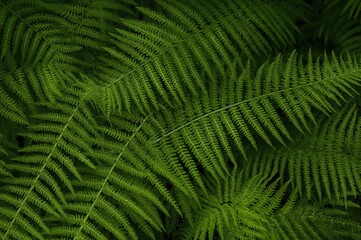 Fototapeta premium Close-up of lush green Pteris tremula leaves showcasing natural patterns and textures