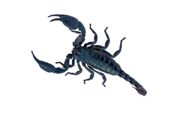 Black scorpion isolated on transparent background for graphic design.