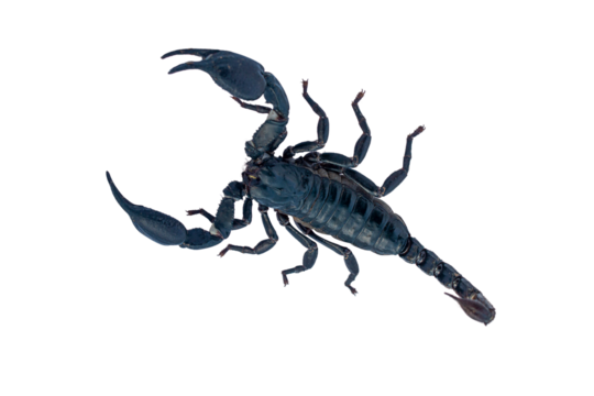 Black scorpion isolated on transparent background for graphic design.
