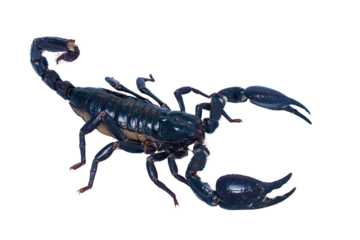 Black scorpion isolated on transparent background for graphic design.